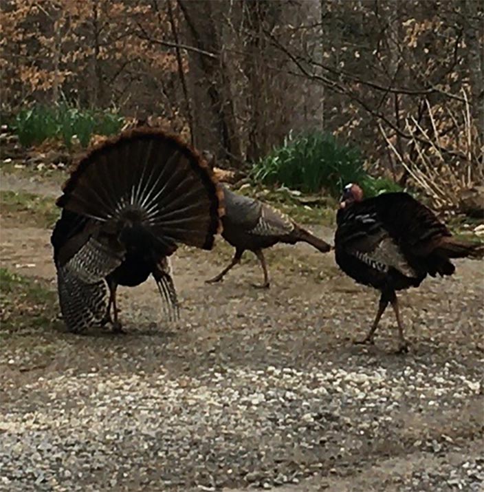 Turkeys in a Mating Dance by Tina Barr